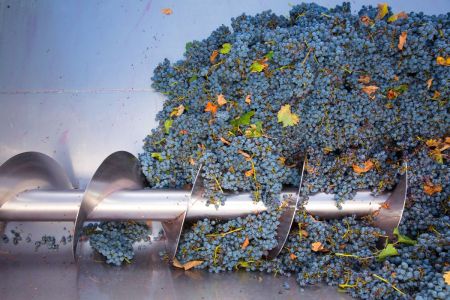 Sorting grapes