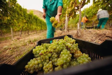 Harvest is our most important time of year.